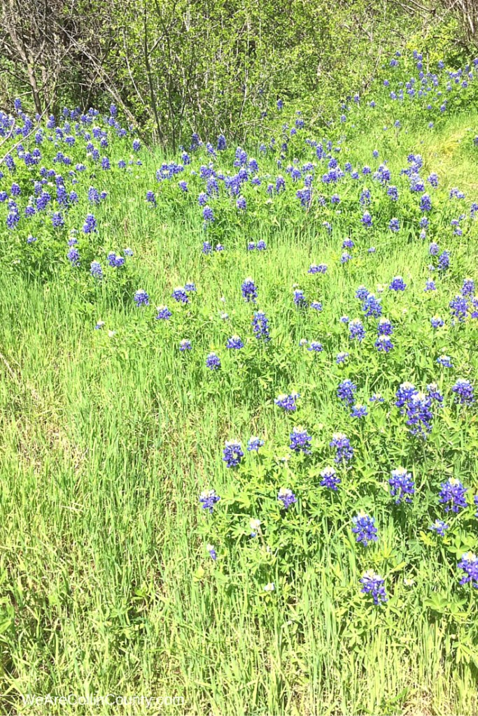 cedar ridge preserve