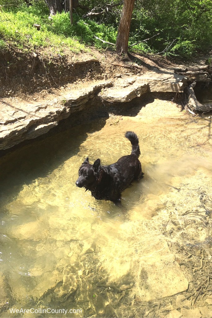 cedar ridge preserve