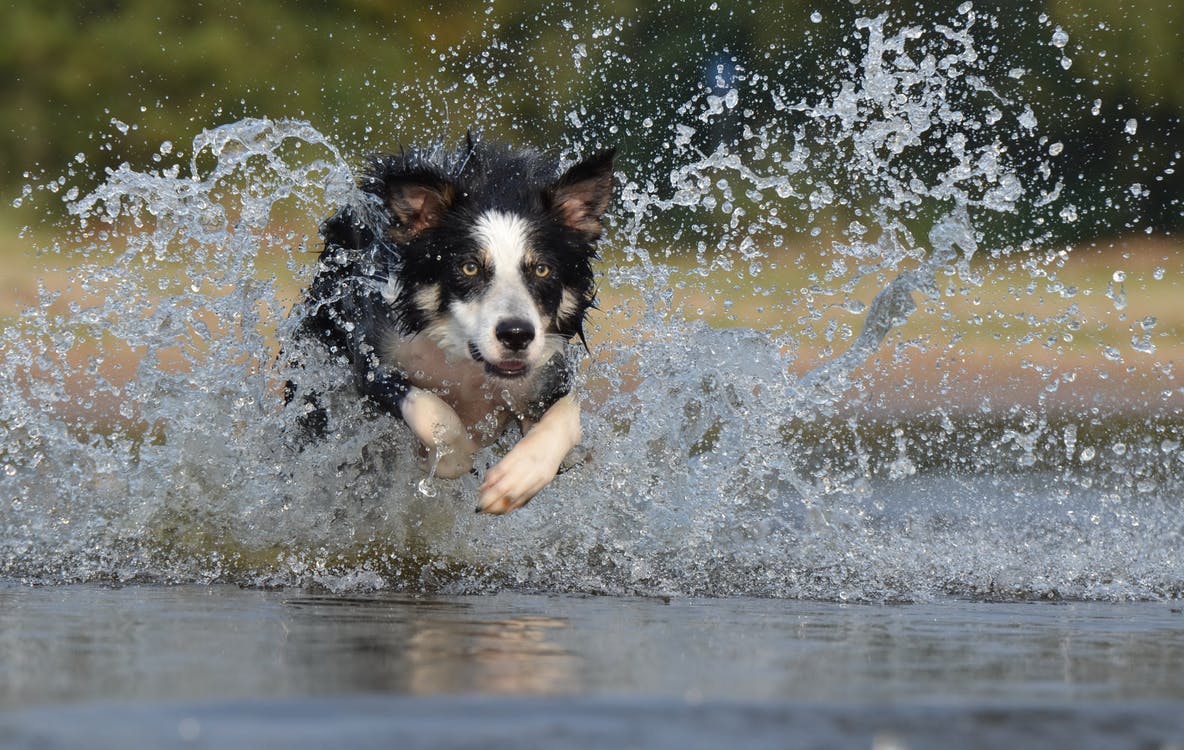 Doggy swim days in DFW
