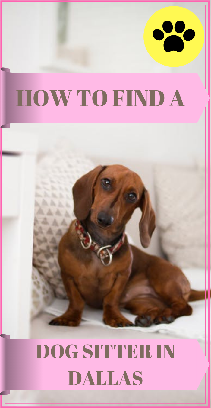 How to find a dog sitter in Dallas Texas #dallastx #planotx #rover #dogsitting #dogmom #mckinneytexas