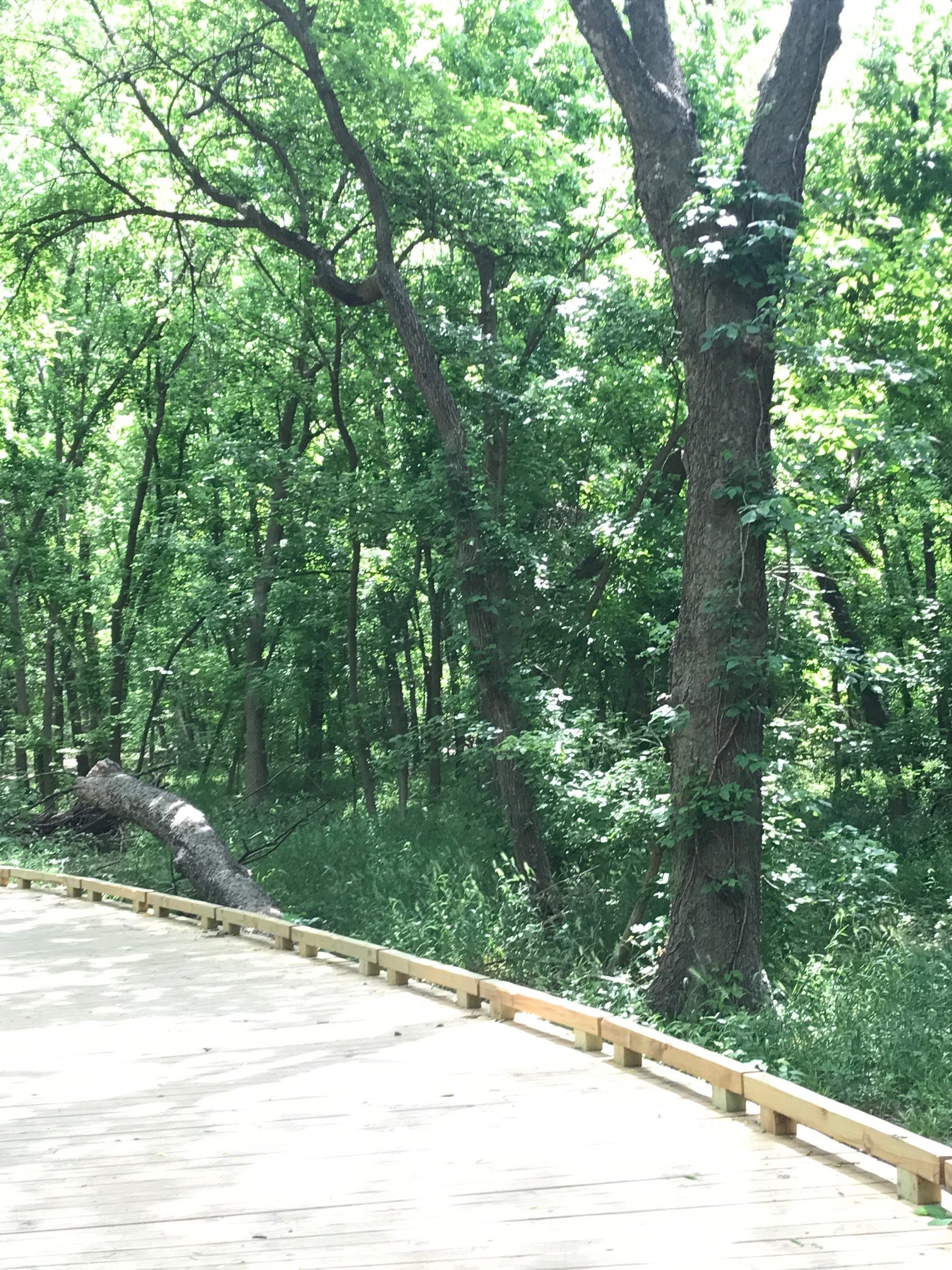 Biking in Oak Point Park Plano