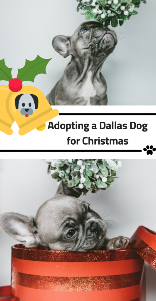 Adopting a Dallas Dog for Christmas