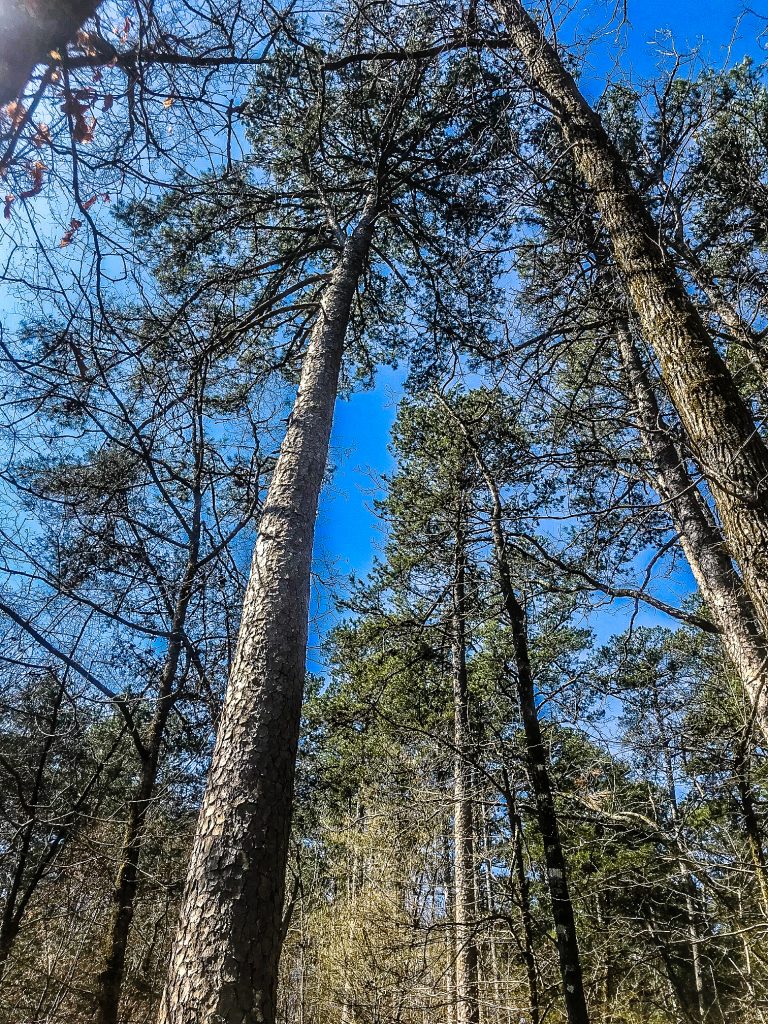 Beavers Bend State PArk