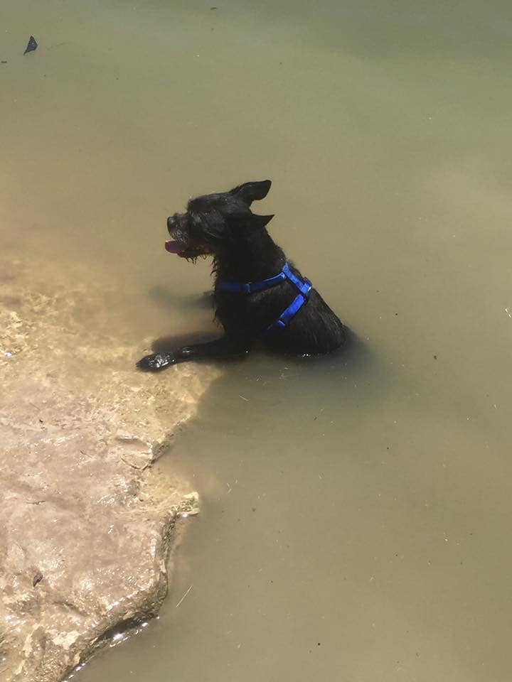 North Bark Dog Park