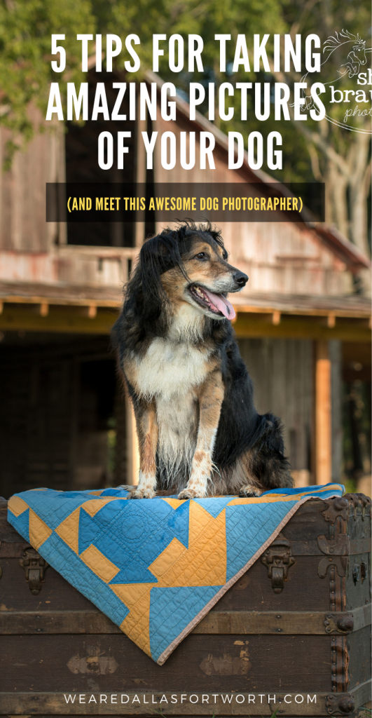 Dallas Dog Photographer