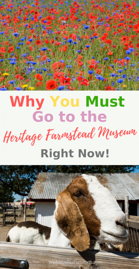 Why you must go to the Heritage Farmstead Museum in Plano right now