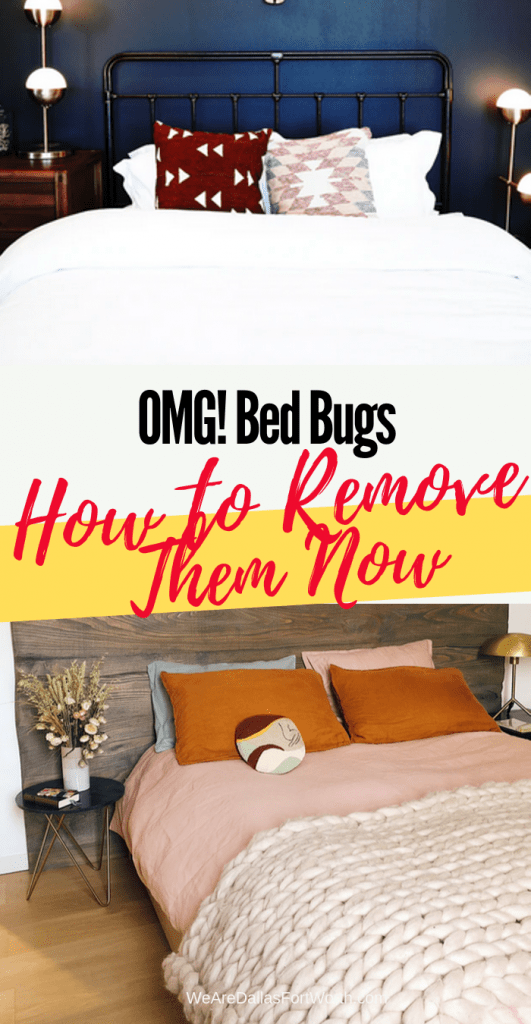 This is Exactly How You Solve Bed Bug Removal in Dallas