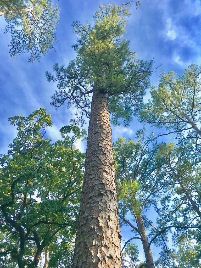 beavers bend state park activities