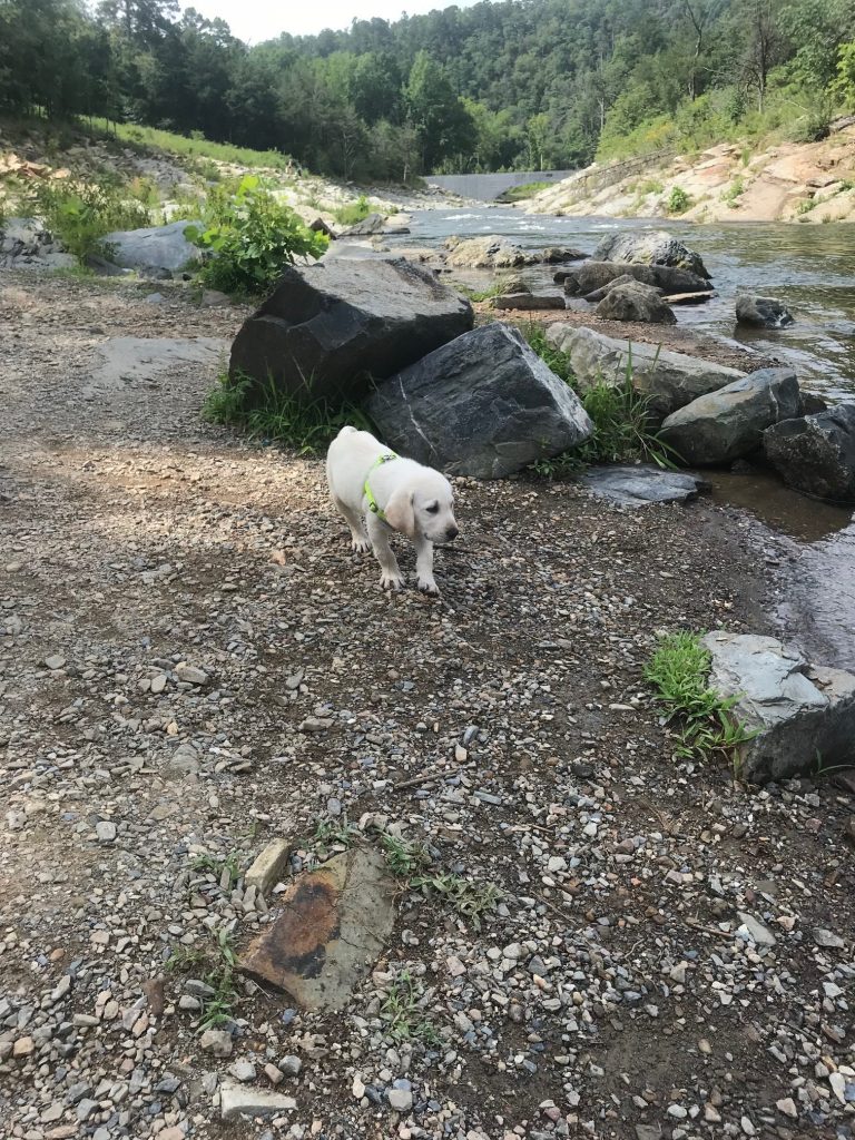 are dogs allowed in beavers bend state park