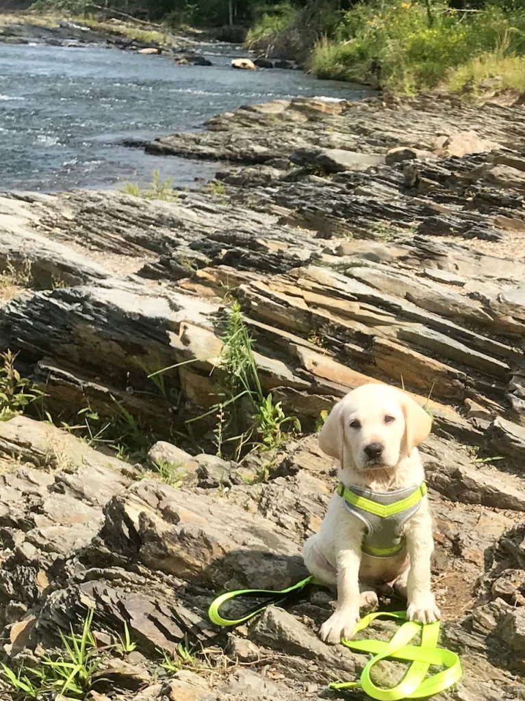 are dogs allowed in beavers bend state park