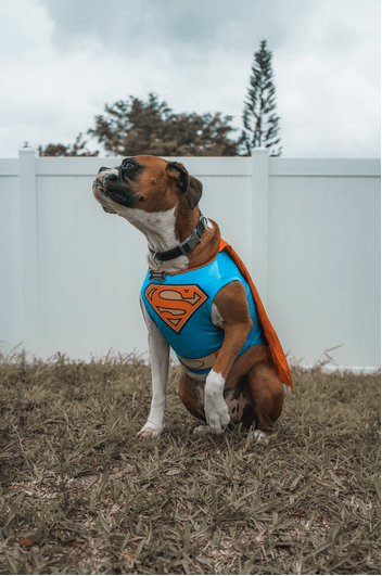 Krewe of Barkus McKinney