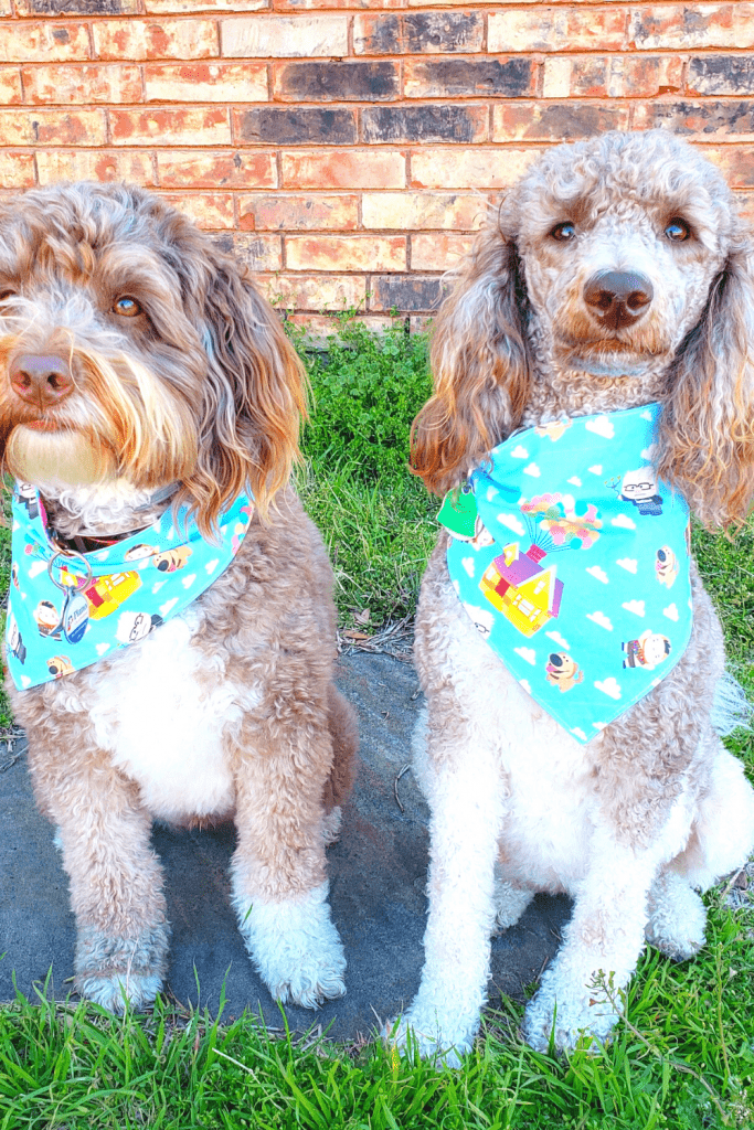 Geekster Pets: Geeky Bandanas For Your Pet