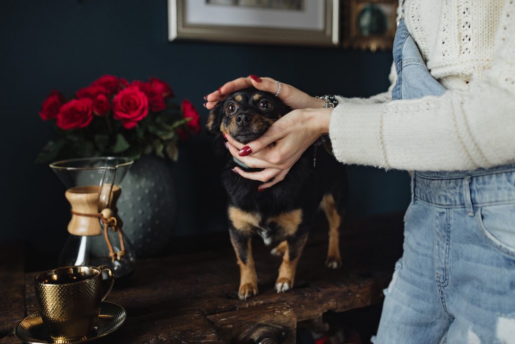 Dog-Friendly Dallas Hotels