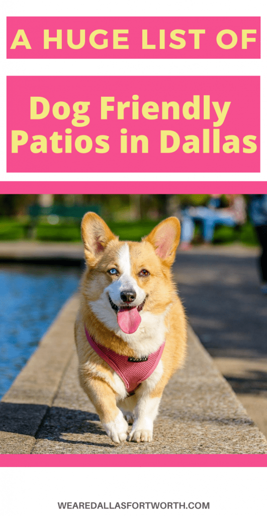A Huge List of Dog Friendly Patios in Dallas