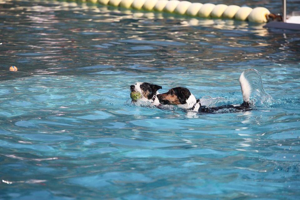 Paws in the Pool Frisco