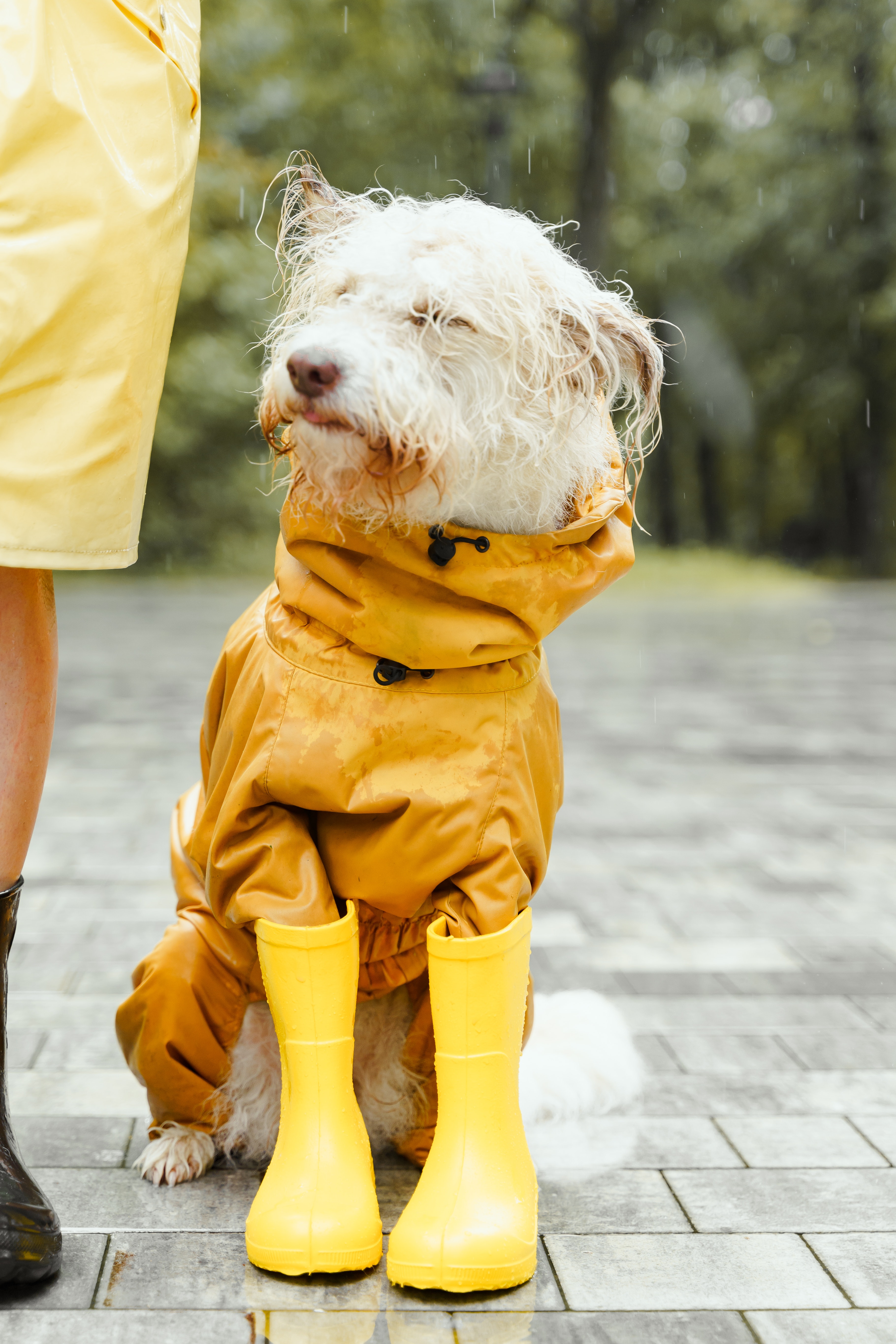 How to Help Dogs Afraid of Thunderstorms (aka Spring is coming to Texas)