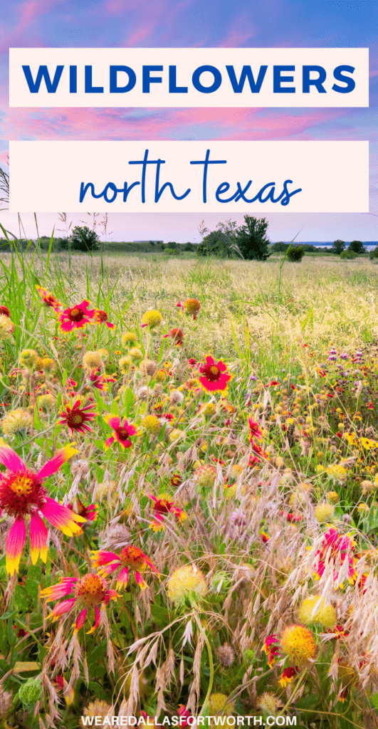 Wildflower spots in North Texas