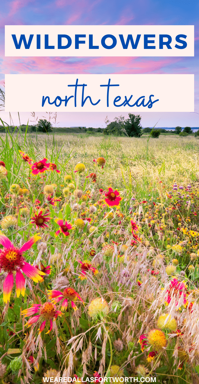 Wildflower spots in North Texas