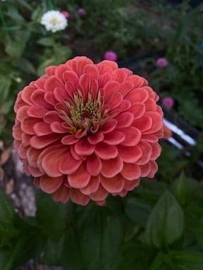 growing zinnias