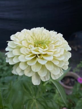 growing zinnias