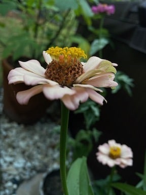 growing zinnias