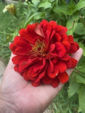 growing zinnias