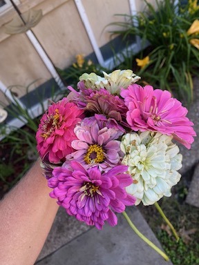 growing zinnias